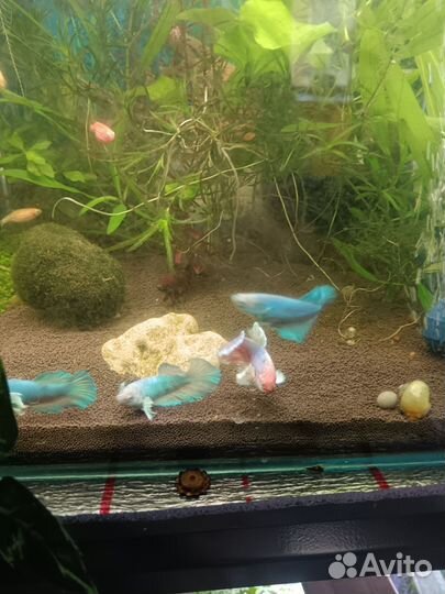 Самки петушков