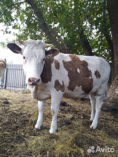 Телка стельная