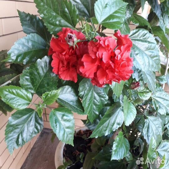 Гибискус махровый красный