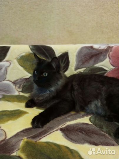 Кошка, ответственному человеку