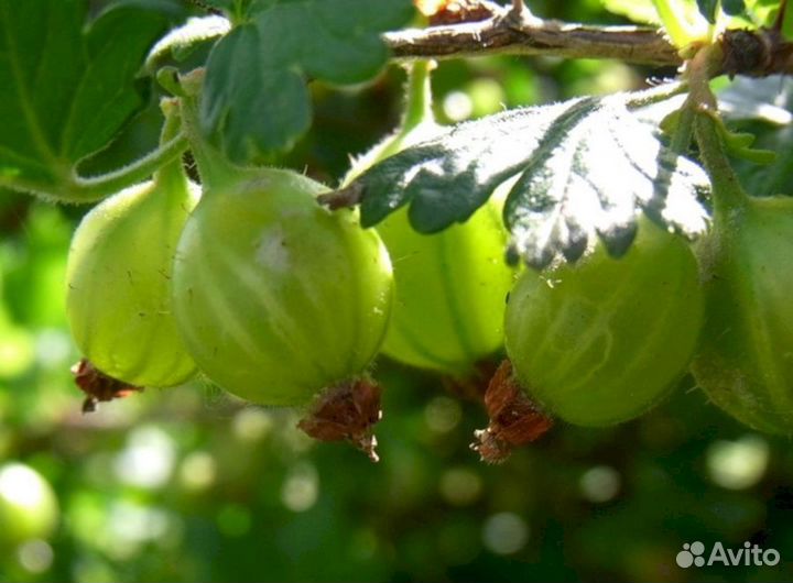 Саженцы крыжовника Пушкинский