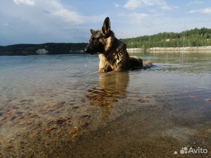 Немецкая овчарка вязка