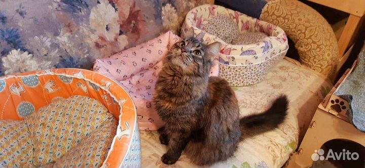 Камила ищет дом, стерилизована