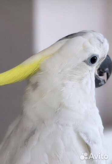 Попугай какаду