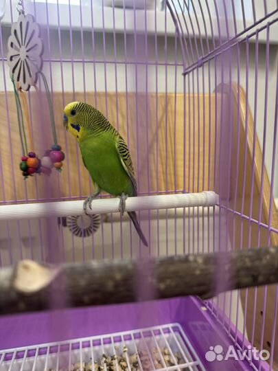 Волнистый попугай самец