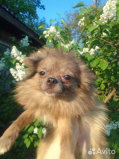 Малышка Чихуахуа шпиц мини мерле