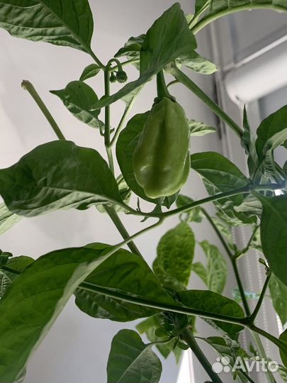 Перец очень острый Хабанеро куст