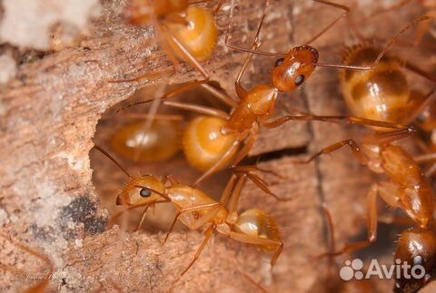 Муравьи Camponotus fedtschenkoi