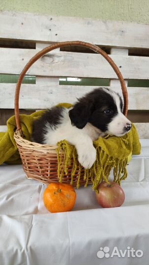 Спаниель в добрые руки