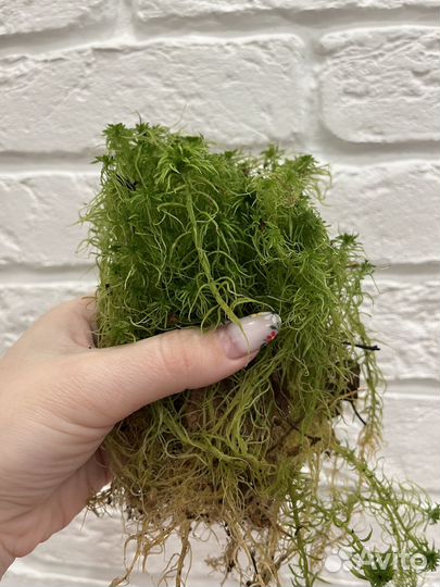 Мох сфагнум для комнатных растений