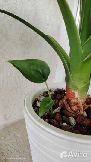 Алоказия клобучковая