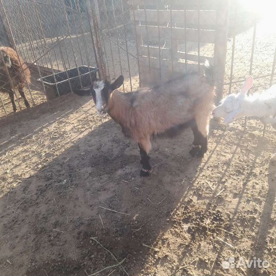 Дойные козы