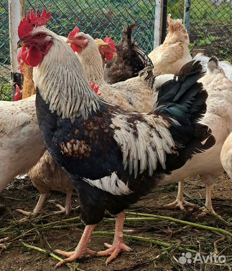 Петухи