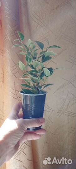 Фикус / Нина