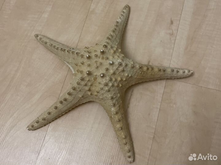 Морская звезда для аквариума