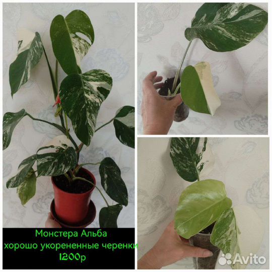 Многолетники, комнатные цветы