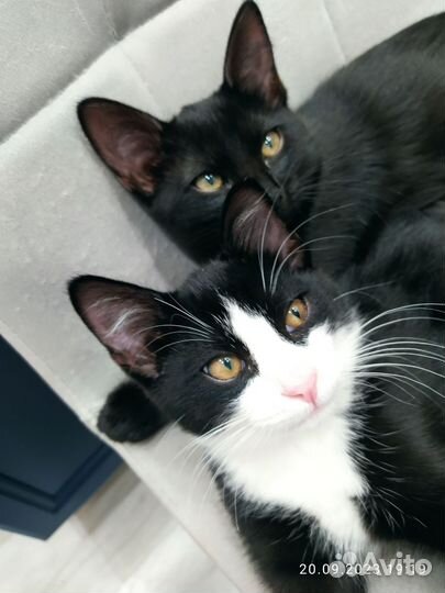 Кошки в добрые руки бесплатно