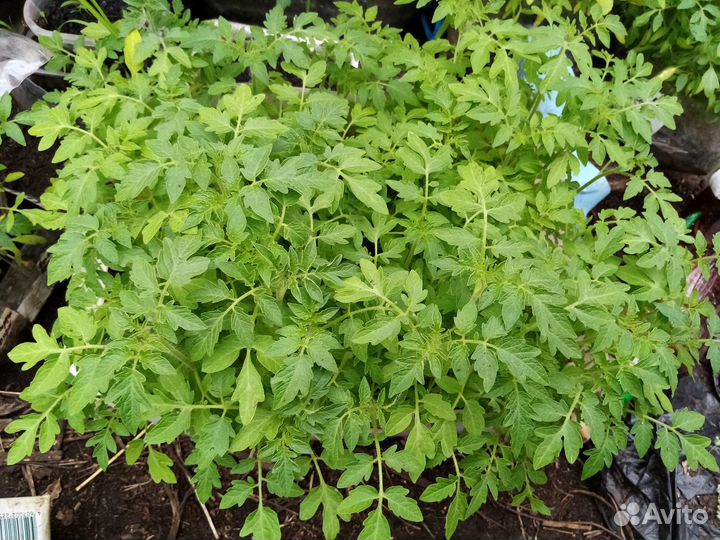 Рассада помидор и перцев