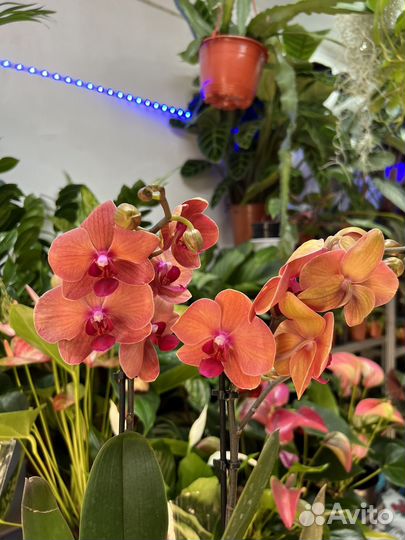 Орхидея фаленопсис