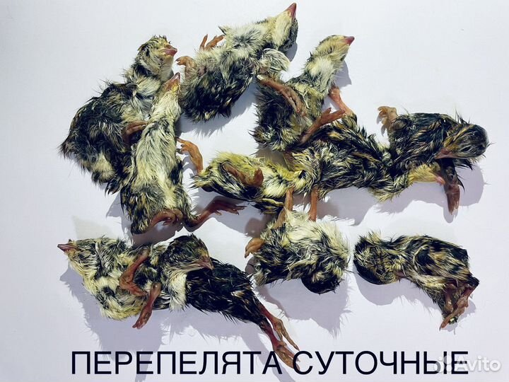 Мясные продукты для собак в наличии в Вологде