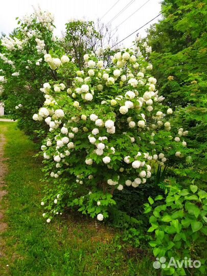 Бульданеш kalina