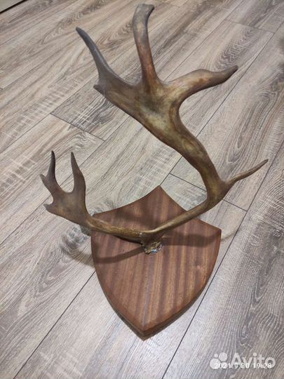 Продам рога оленя