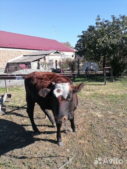 Телка 10 месяца
