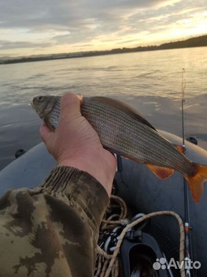 Хариус соленый