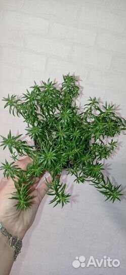 Седум Мексиканум в горшке 0.3 л