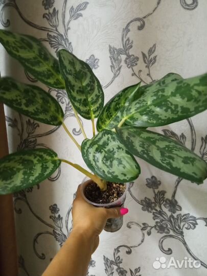 Аглаонемы взрослые шикарные кусты