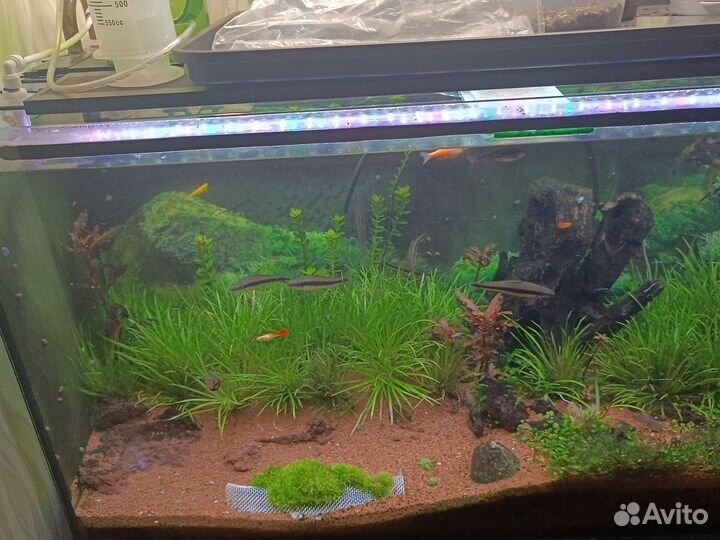 Аквариумные растения