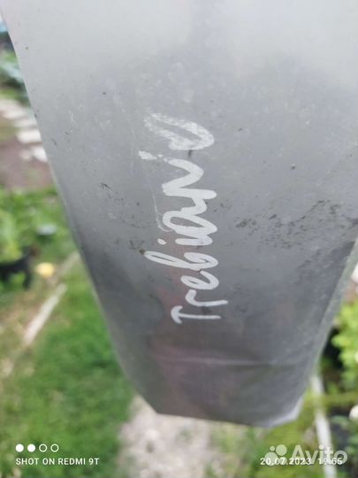 Лилия гибридная