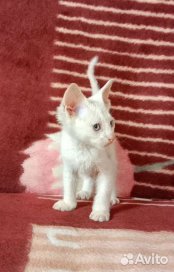 Канадский сфинкс (Браш)