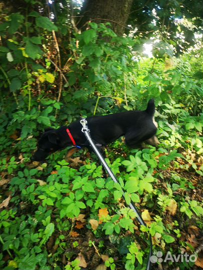 Найдена собака