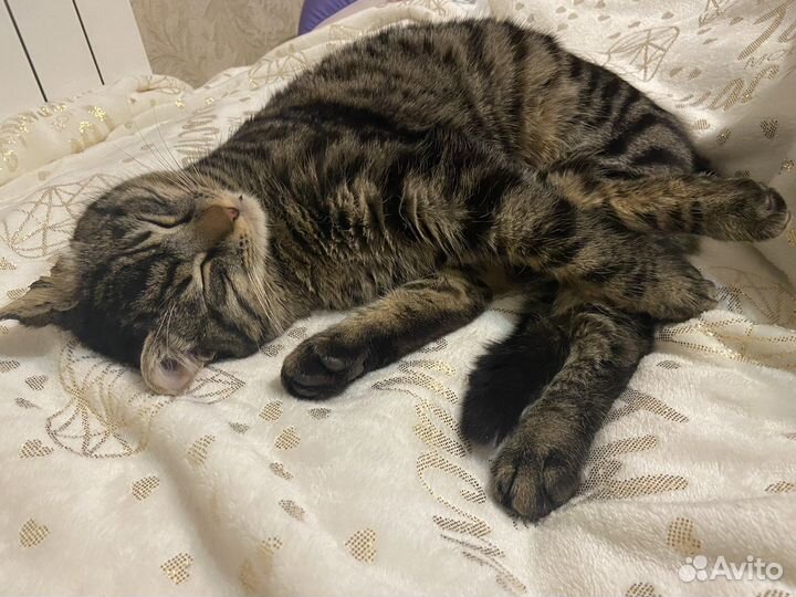 Котик в добрые руки