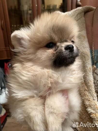 Мини шпиц мальчик