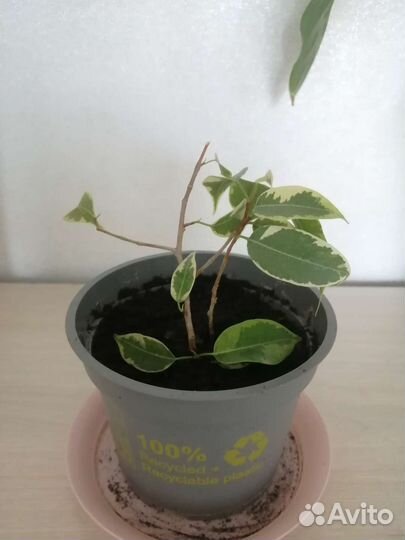 Фикус бенджамина пестролистный