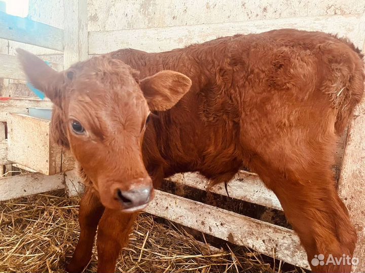 Телята шустрые бычки и телки