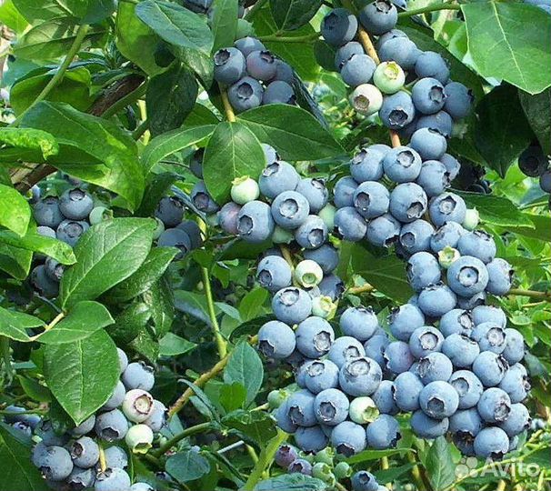 Саженцы садовой голубики