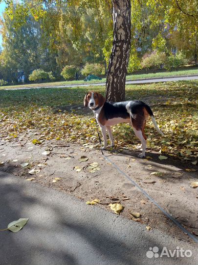 Вязка Эстонская гончая