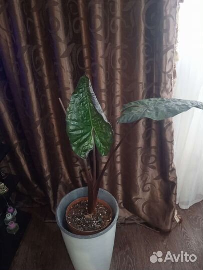 Замиокулькас, Алаказия