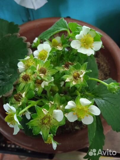 Мирт. Клубника Мурано и Альбион