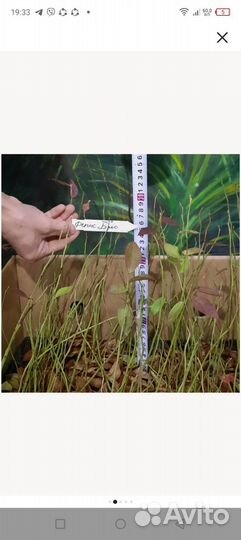 Голубика и лилия