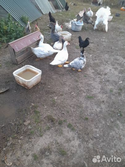 Мускусные утки