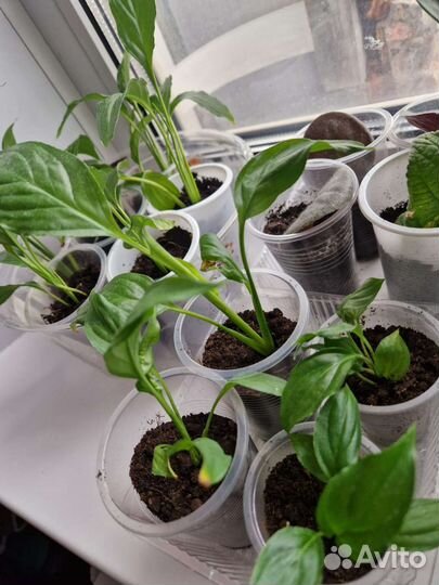 Спатифиллум