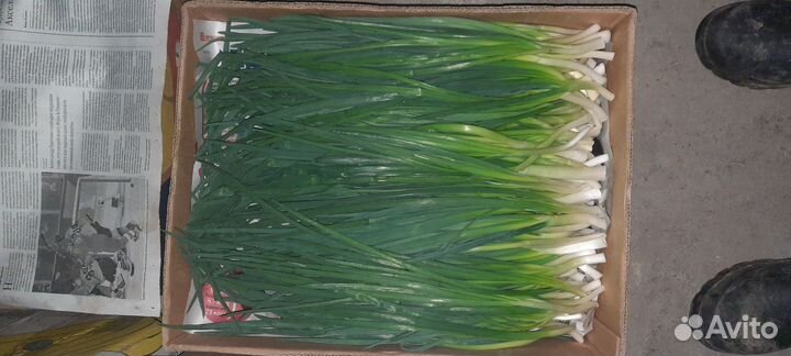 Лук зеленый