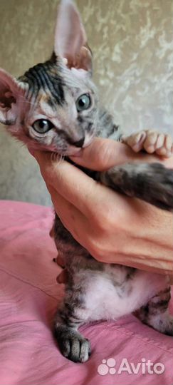 Котята донской сфинкс