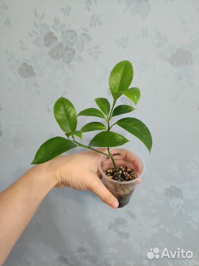 Лимон мейера