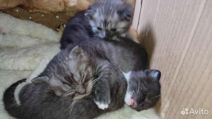 Котята метисы британские