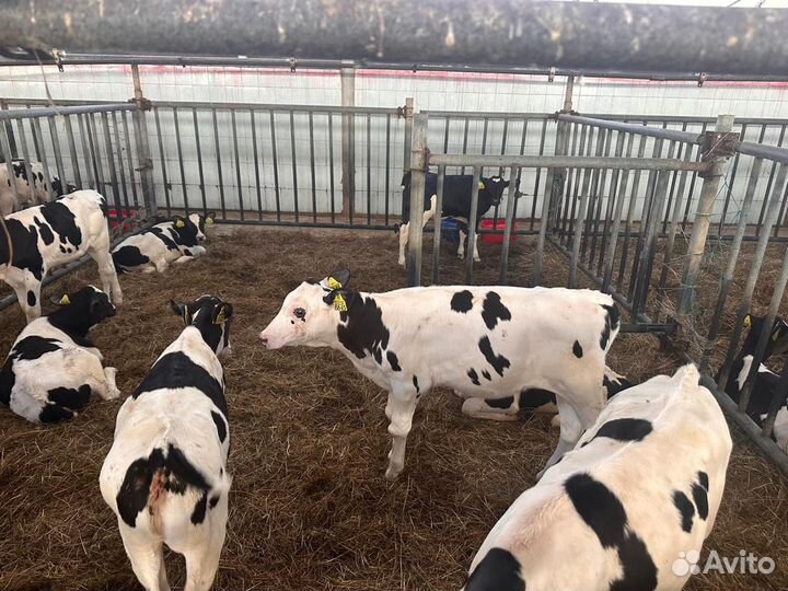 Телята мясной породы бычки